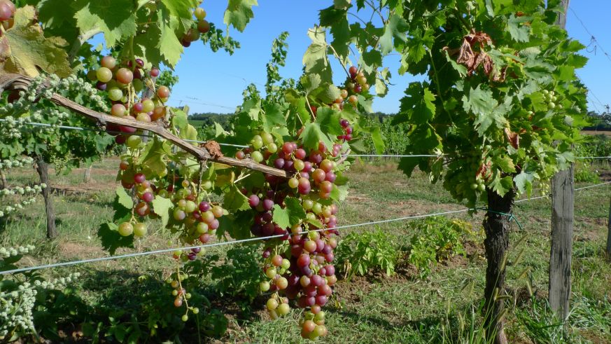 Weinreben im Bordeaux
