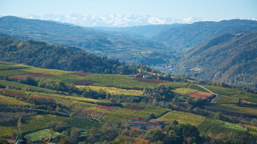 Weinbau in Italiens Norden