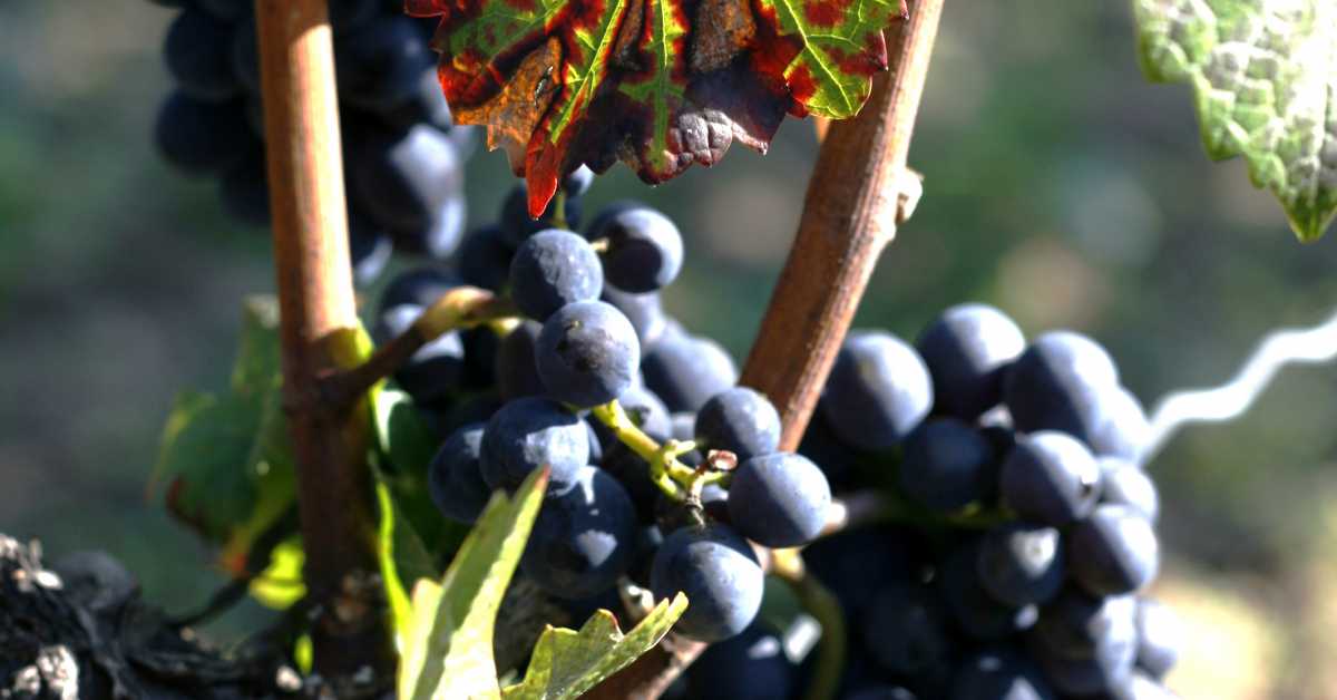 Weine aus Burgund | Weinwissen | Delinat