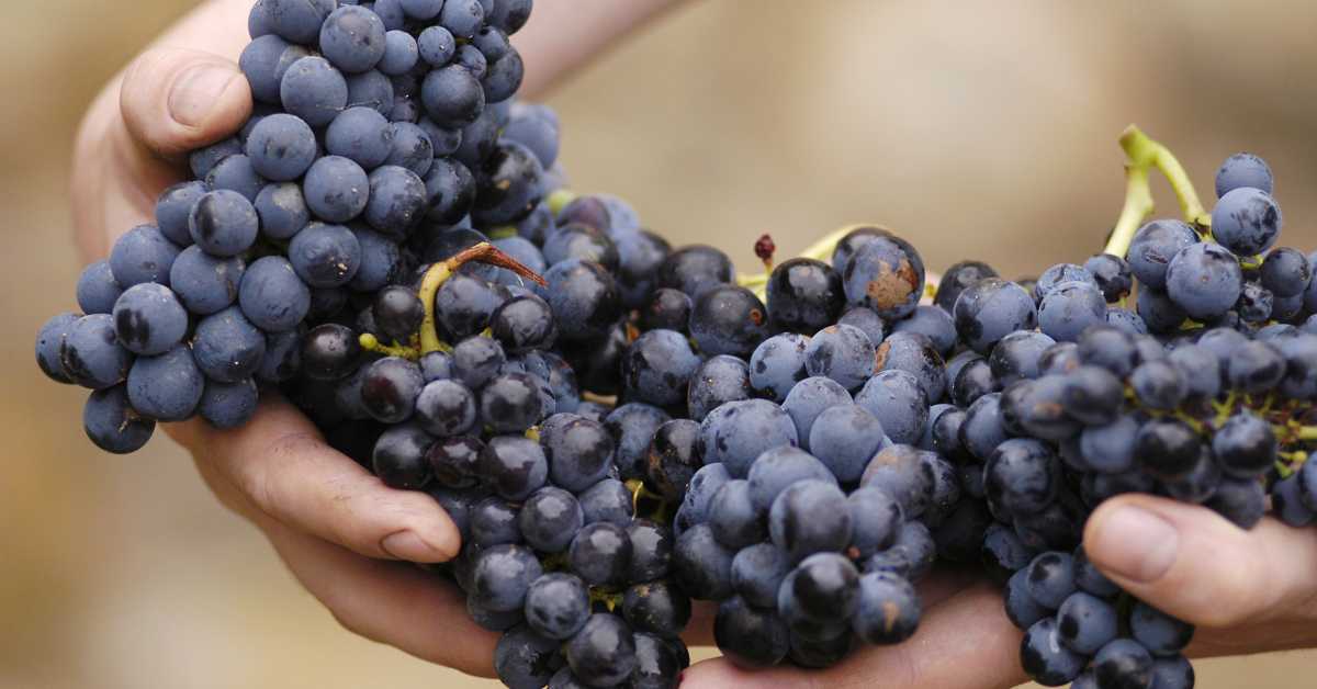 Von der Traube zum Most | Weinherstellung | Weinwissen | Delinat