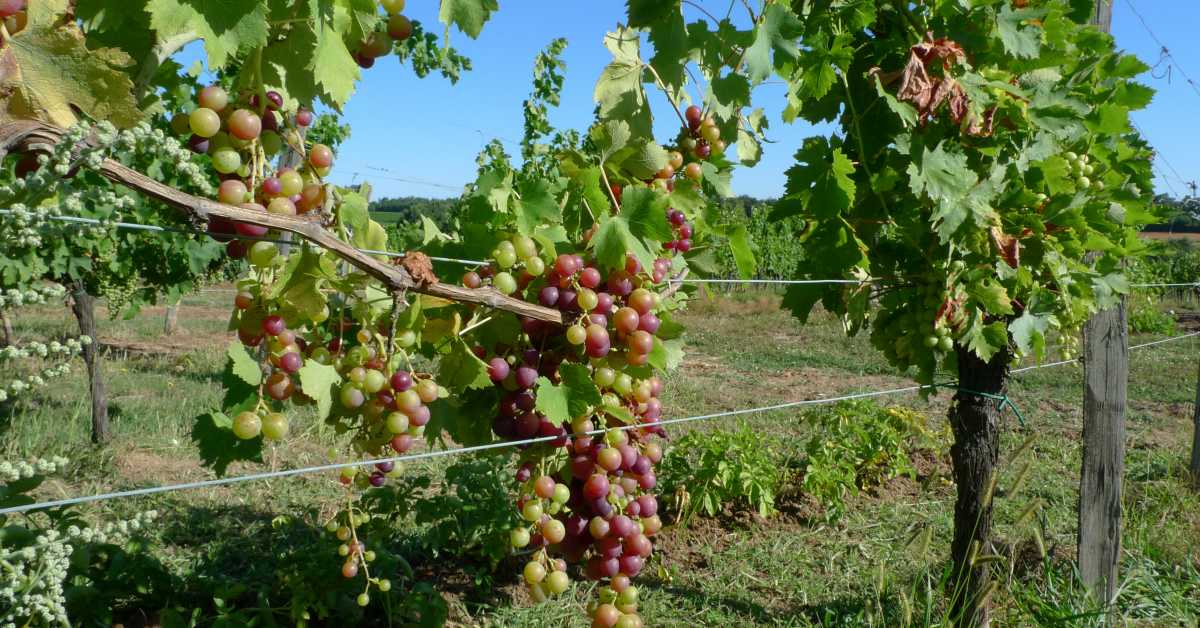 Wein aus Bordeaux | Weinwissen | Delinat
