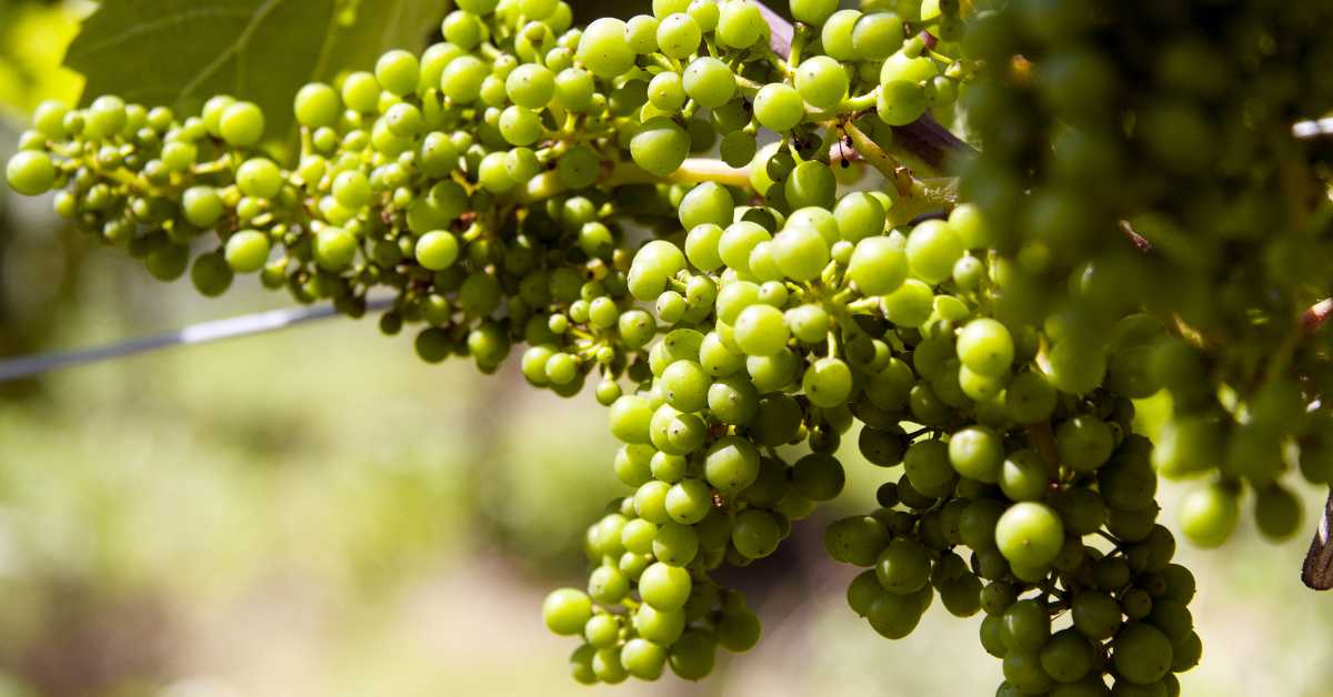 Herstellung von Weisswein | Weinherstellung | Weinwissen | Delinat