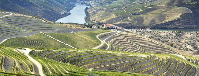 Portwein - Portugals Exportschlager aus dem Douro | Delinat