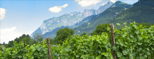 Schweizer Wein | Delinat